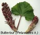Butterburr