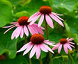 Echinacea - Purple Coneflower