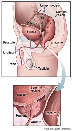 Normal Prostate Anatomy