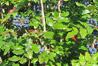 Berberine comes from Oregon Grape