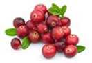 Cranberry