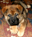 Alternative medicines ensure good dog health